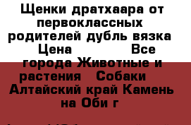 Щенки дратхаара от первоклассных  родителей(дубль вязка) › Цена ­ 22 000 - Все города Животные и растения » Собаки   . Алтайский край,Камень-на-Оби г.